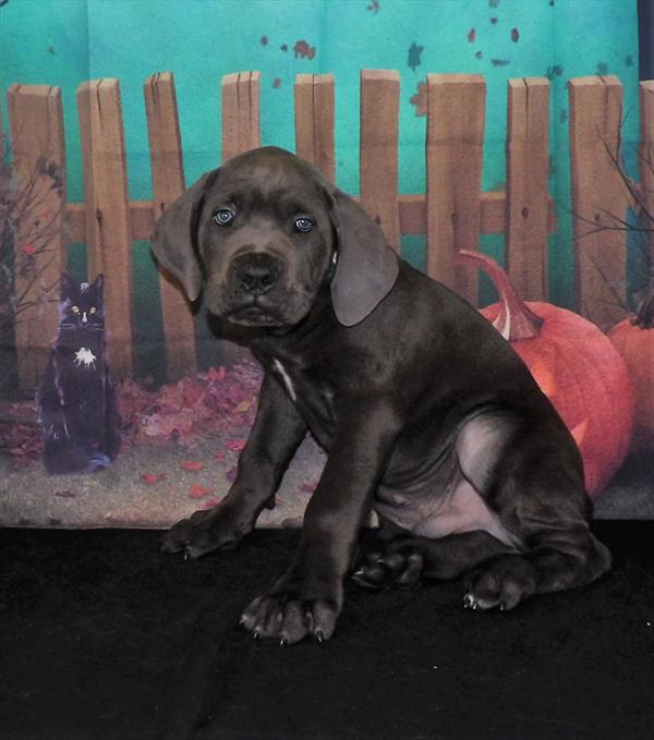 Cane Corso-DOG-Male-Blue-2187-Petland Woodlands, TX