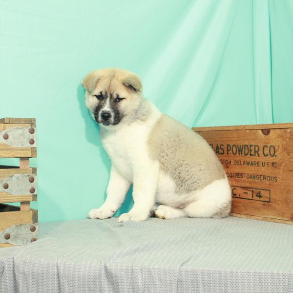 Akita-DOG-Female-Fawn-2189-Petland Woodlands, TX