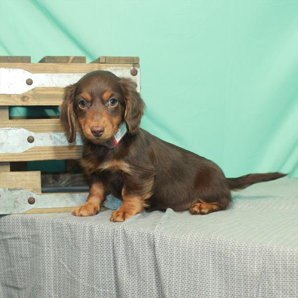 Dachshund-DOG-Female-Chocolate / Tan-2190-Petland Woodlands, TX