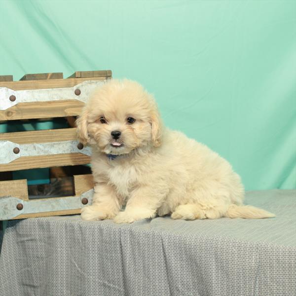 Peke-a-poo-DOG-Male-Apricot-2191-Petland Woodlands, TX
