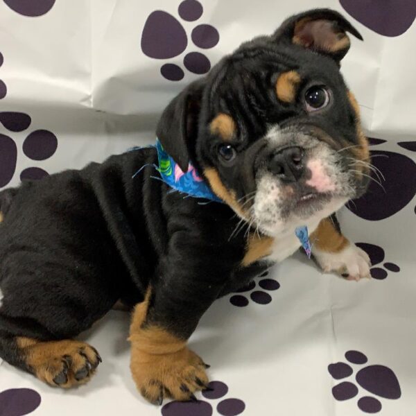 Bulldog-DOG-Female-BLACK, WHITE, AND TAN-2142-Petland Woodlands, TX