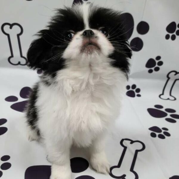 Japanese Chin-DOG-Female-black/white-2158-Petland Woodlands, TX