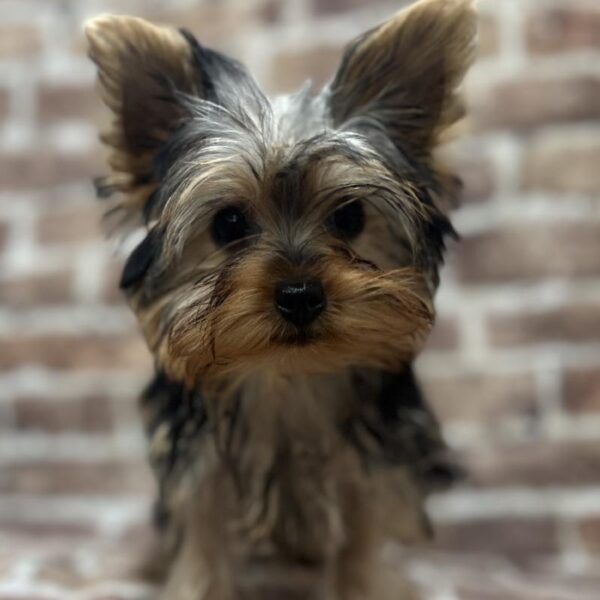 Yorkie-DOG-Female-Black & Tan-276-Petland Woodlands, TX