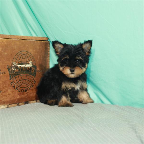 Yorkie-DOG-Male-Black / Tan-2198-Petland Woodlands, TX