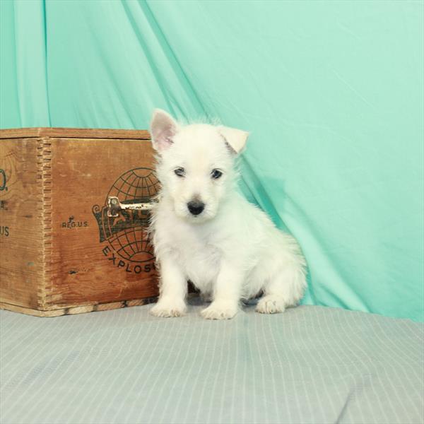 West Highland White Terrier-DOG-Female-White-2200-Petland Woodlands, TX
