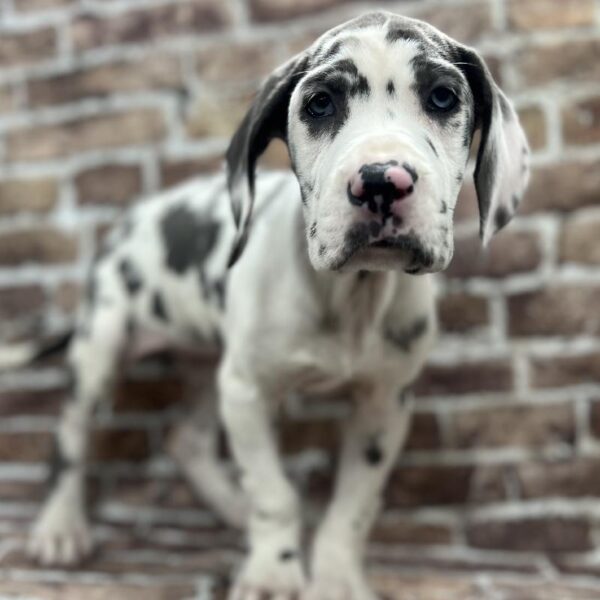 Great Dane-DOG-Female-Harlequin-272-Petland Woodlands, TX