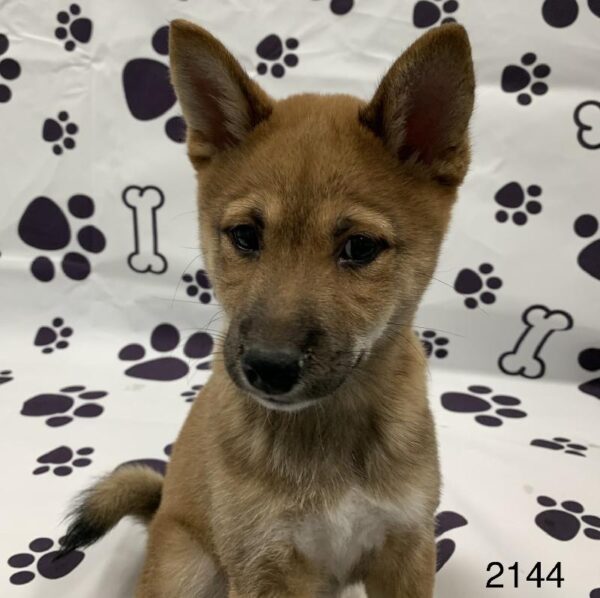 Shiba Inu-DOG-Male-RED SESAME-2144-Petland Woodlands, TX