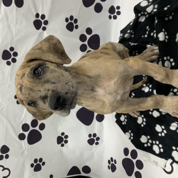 Great Dane-DOG-Male-Red Merle-2227-Petland Woodlands, TX