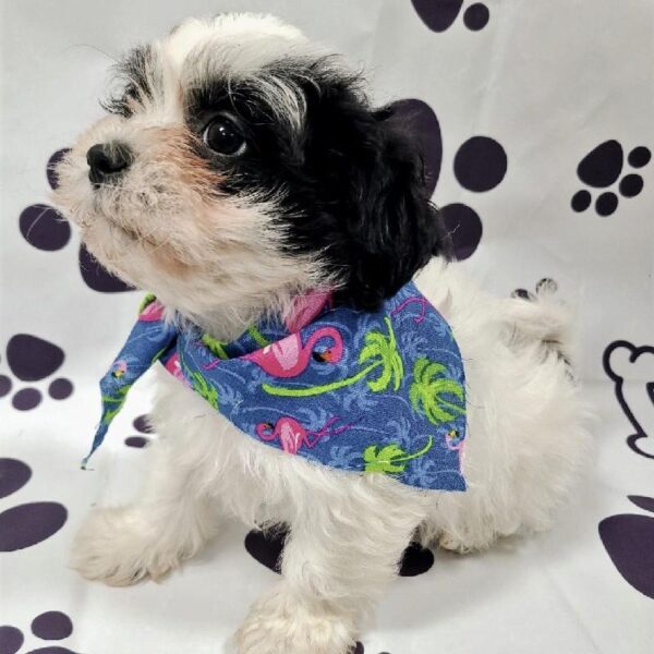 Teddy Bear-DOG-Male-Black & White Parti color-2225-Petland Woodlands, TX