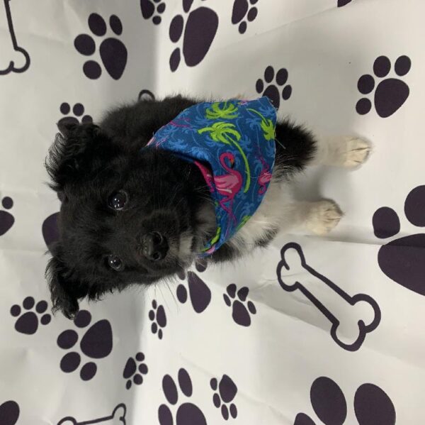 Miniature Australian Shepherd-DOG-Male-Black & White-2228-Petland Woodlands, TX