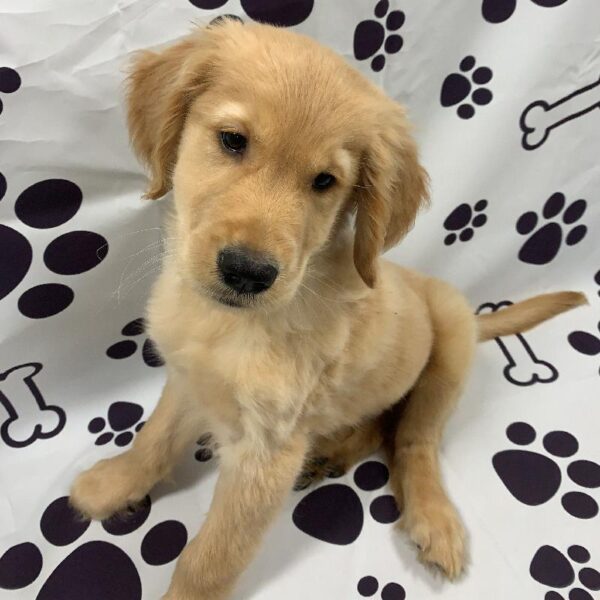 Golden Retriever-DOG-Male-Golden-2143-Petland Woodlands, TX
