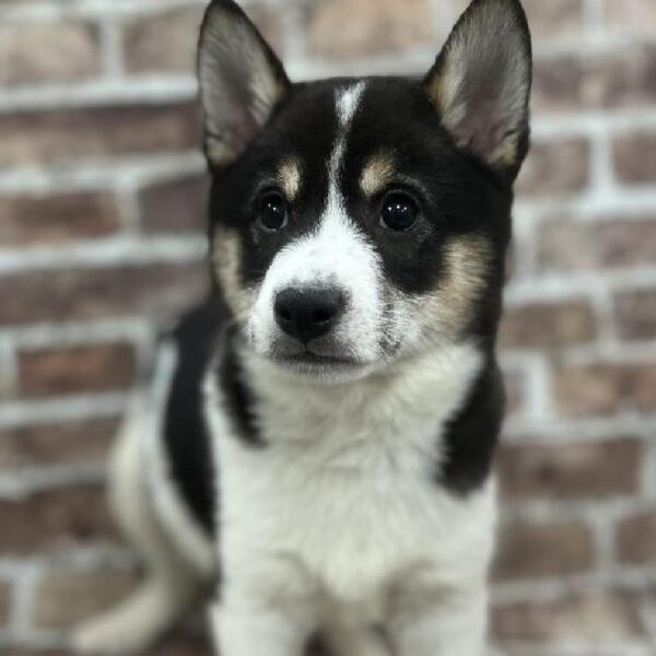 Shiba Inu-DOG-Male-Black, White, & Tan-288-Petland Woodlands, TX