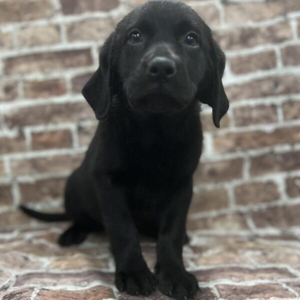 Labrador Retriever-DOG-Female-Black-285-Petland Woodlands, TX