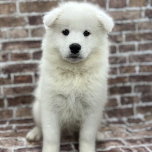 Samoyed-DOG-Male-White-277-Petland Woodlands, TX