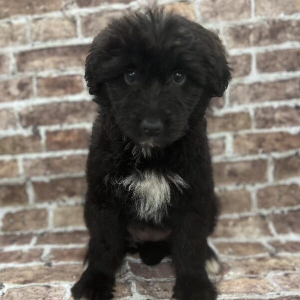 Mini Aussiedoodle-DOG-Female-Black & White-293-Petland Woodlands, TX