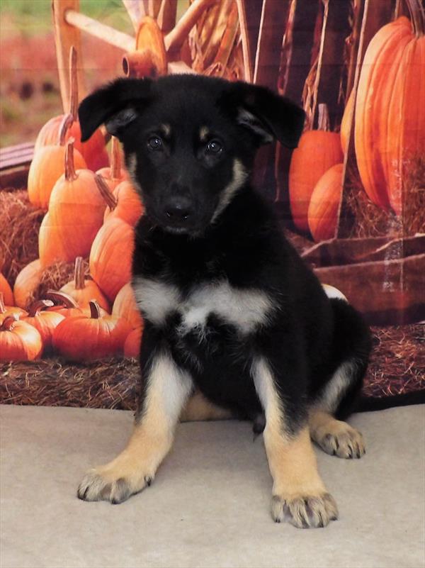 German Shepherd-DOG-Male-Black / Tan-2274-Petland Woodlands, TX