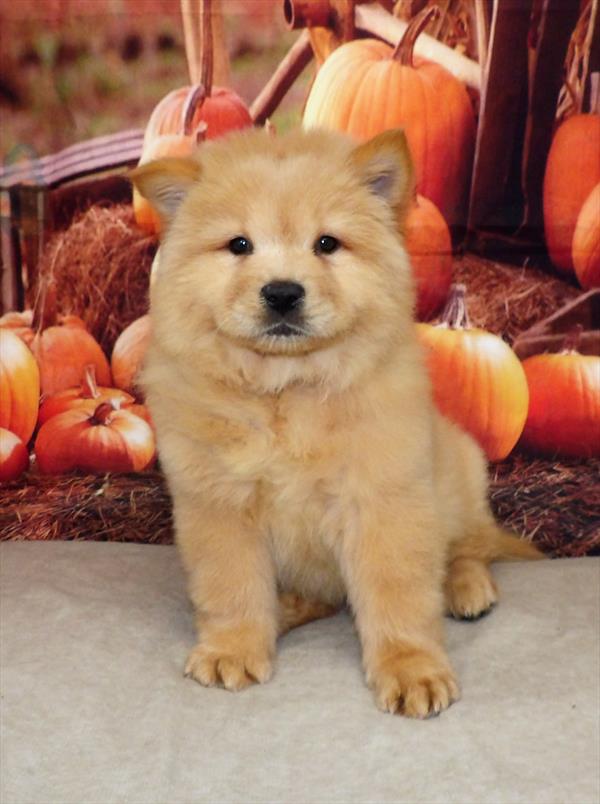 Chow Chow-DOG-Female-Cream-2275-Petland Woodlands, TX