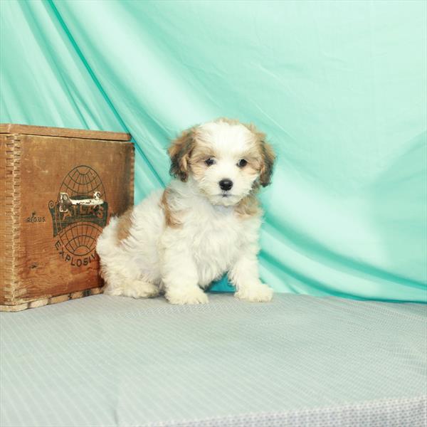 Lhasa-Poo-DOG-Male-White / Red-2276-Petland Woodlands, TX
