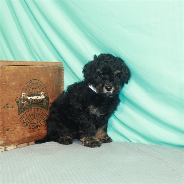 Mini Bernedoodle-DOG-Female-Black / Tan-2277-Petland Woodlands, TX