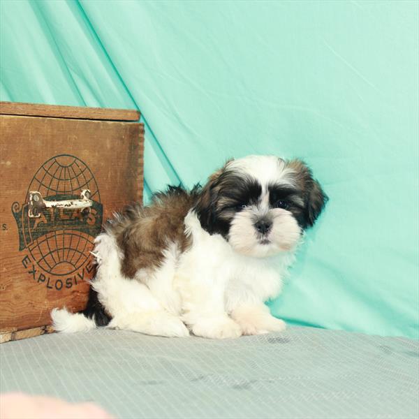 Shih Tzu-DOG-Male-White / Gold-2278-Petland Woodlands, TX
