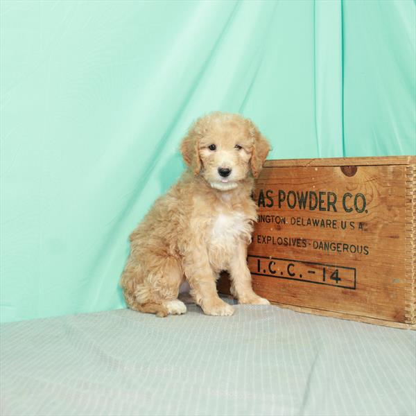 Goldendoodle Mini 2nd Gen-DOG-Female-Apricot-2279-Petland Woodlands, TX