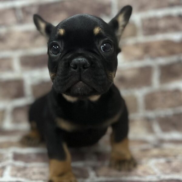 French Bulldog-DOG-Male-Black & Tan-298-Petland Woodlands, TX