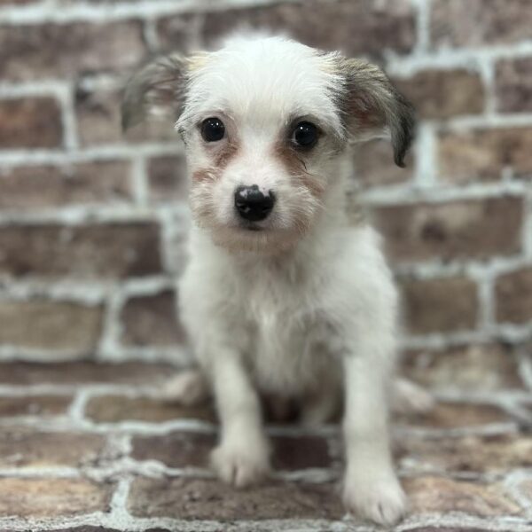 Chinese Crested-DOG-Male-White & Sable-287-Petland Woodlands, TX