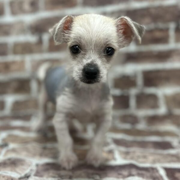 Chinese Crested-DOG-Male-White & Sable-286-Petland Woodlands, TX