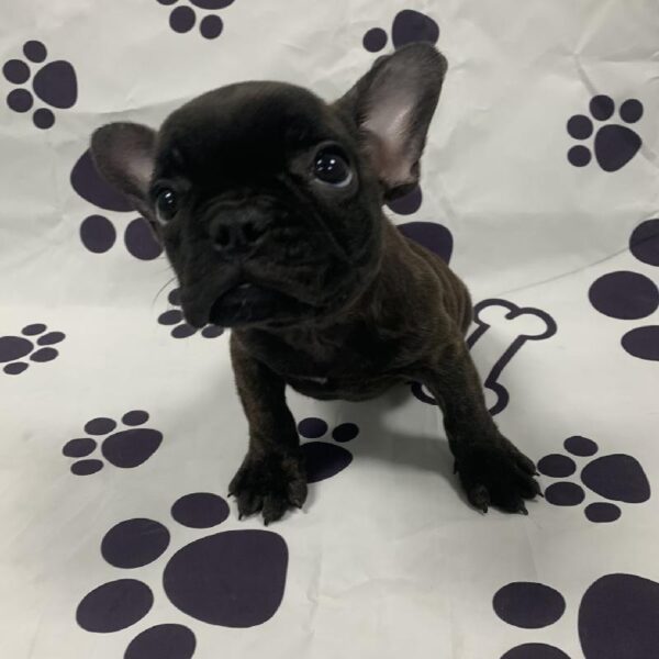 French Bulldog-DOG-Female-Brindle-2284-Petland Woodlands, TX