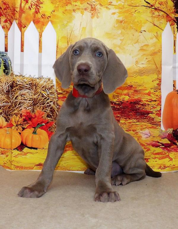 Weimaraner-DOG-Female-Silver-2307-Petland Woodlands, TX