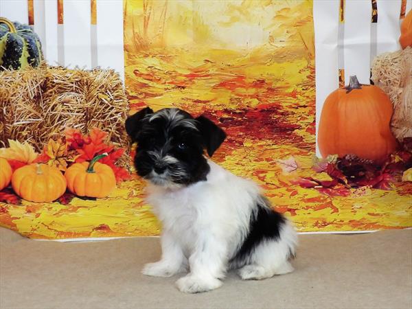 Mini Schnauzer-DOG-Female-Black / White-2308-Petland Woodlands, TX