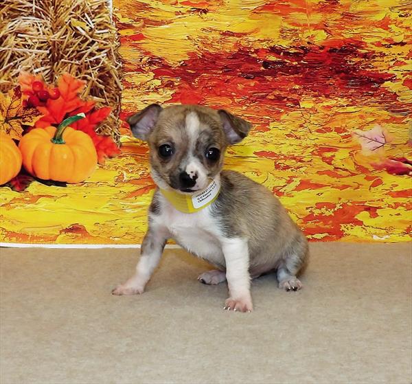 Chihuahua-DOG-Male-Brindle-2309-Petland Woodlands, TX