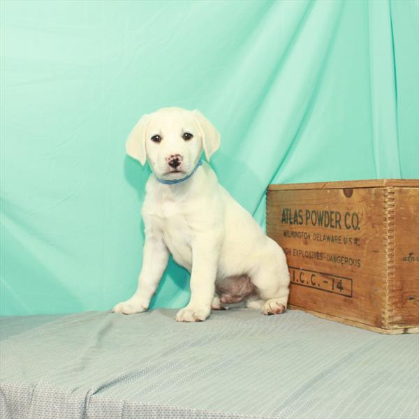 Labrador Retriever-DOG-Male-Yellow-2310-Petland Woodlands, TX