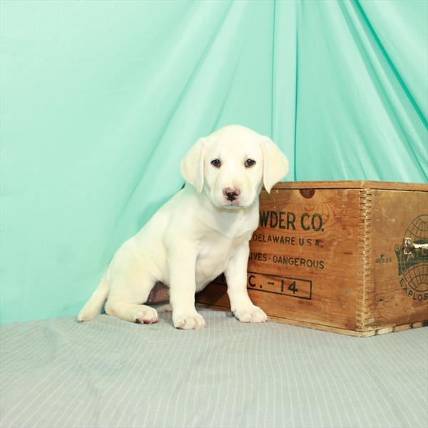 Labrador Retriever-DOG-Female-Yellow-2311-Petland Woodlands, TX