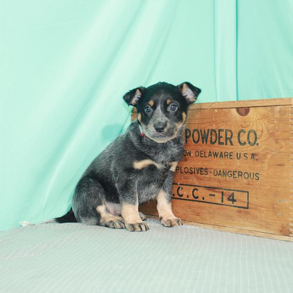 Australian Cattle Dog-DOG-Female-Blue-2312-Petland Woodlands, TX