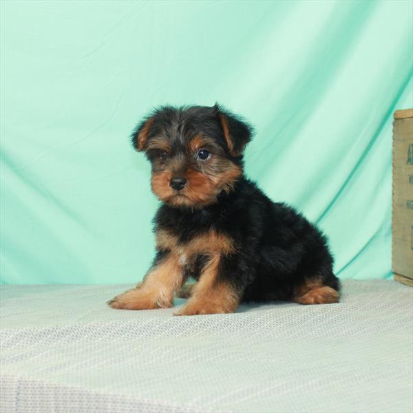 Yorkie-DOG-Female-Black / Tan-2313-Petland Woodlands, TX