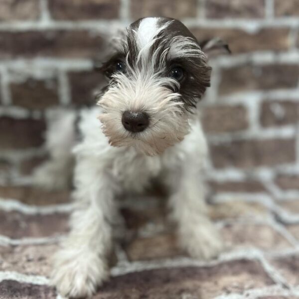 Mini Schnauzer-DOG-Female-Chocolate & White-279-Petland Woodlands, TX