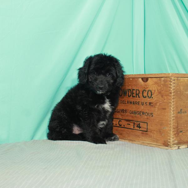 Mini Aussiedoodle-DOG-Male-Black-2328-Petland Woodlands, TX