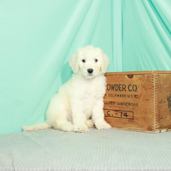 Goldendoodle-DOG-Male-Cream-2330-Petland Woodlands, TX