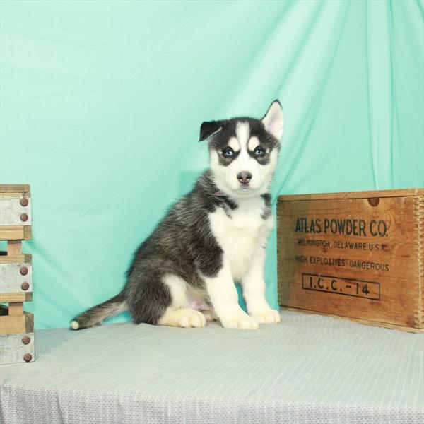 Siberian Husky-DOG-Male-Black / White-2332-Petland Woodlands, TX