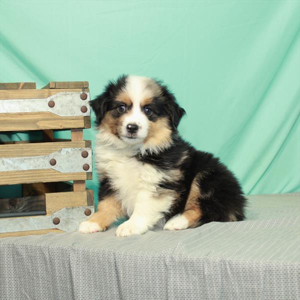 Australian Shepherd-DOG-Female-Black / Tan-2333-Petland Woodlands, TX