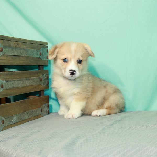 Pembroke Welsh Corgi-DOG-Male-Red Merle-2335-Petland Woodlands, TX