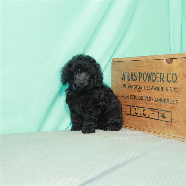 Poodle DOG Female Black 2336 Petland Woodlands, TX