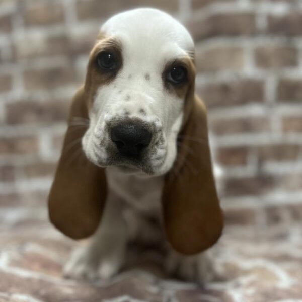 Basset Hound-DOG-Male-Lemon & White-301-Petland Woodlands, TX