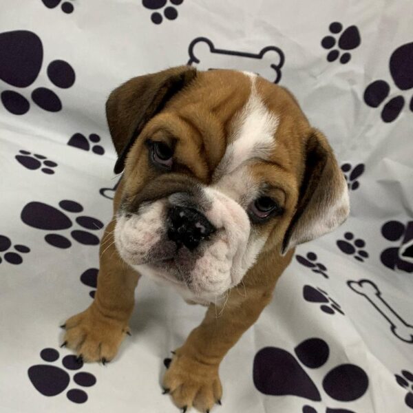 Bulldog-DOG-Male-Red/White-2316-Petland Woodlands, TX