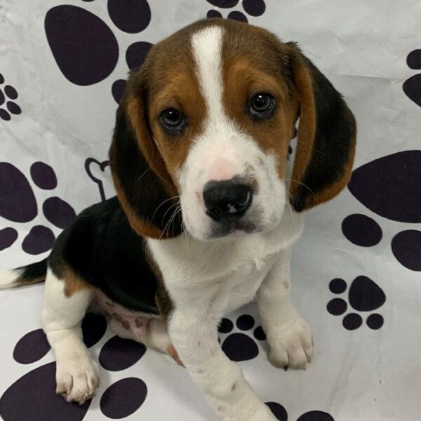 Beagle-DOG-Male-Tricolored-2323-Petland Woodlands, TX
