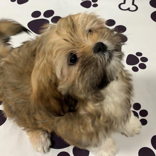 Lhasa Apso-DOG-Female-Golden-2245-Petland Woodlands, TX