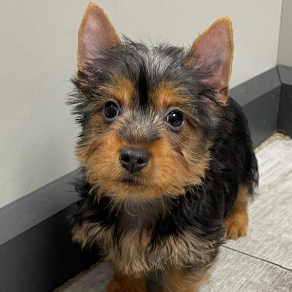 Silky Terrier-DOG-Male-Black/Tan-2325-Petland Woodlands, TX