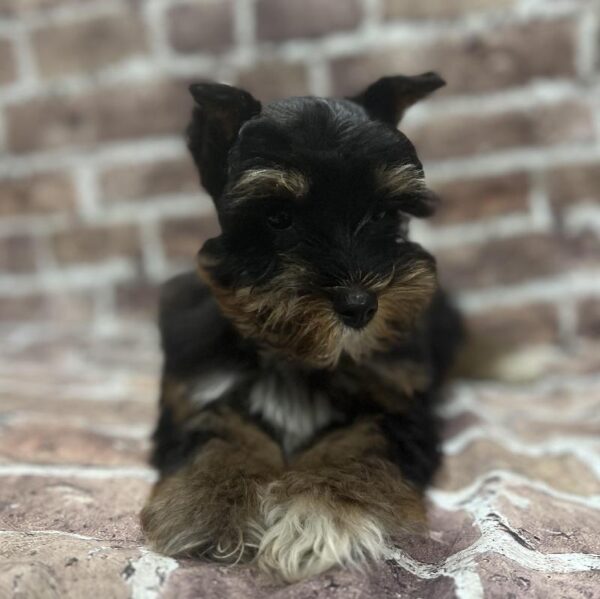 Schnoodle-DOG-Male-Black & Red-318-Petland Woodlands, TX