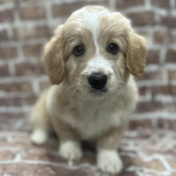 Pembroke Welsh Corgi-Mini Poodle-DOG-Male-Cream-303-Petland Woodlands, TX